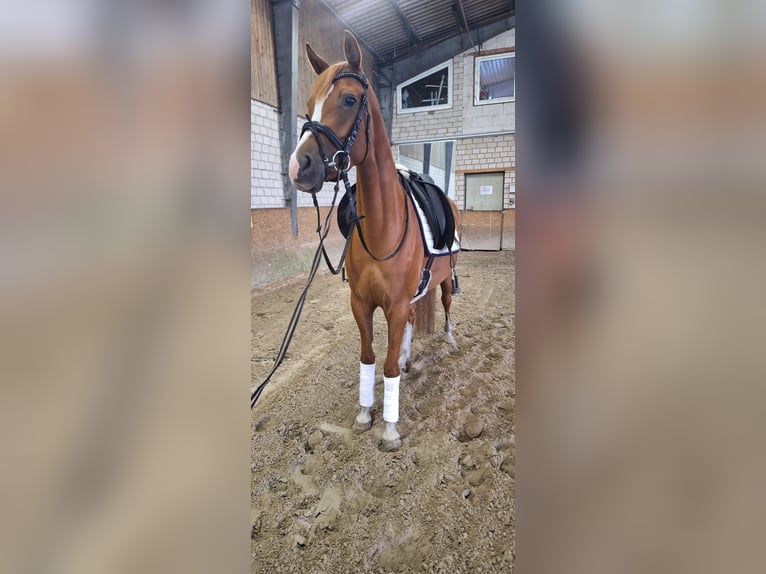 Pony tedesco Giumenta 4 Anni 146 cm Sauro in Steimbke