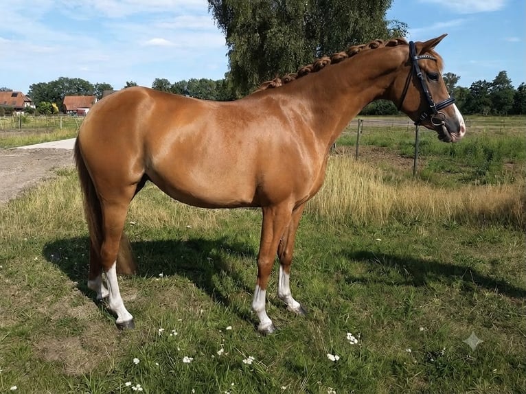 Pony tedesco Giumenta 4 Anni 146 cm Sauro in Steimbke