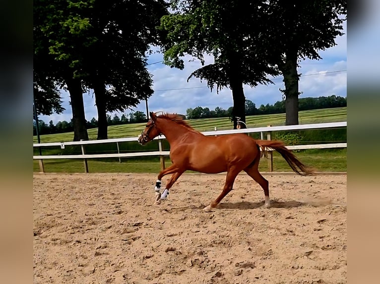Pony tedesco Giumenta 4 Anni 146 cm Sauro in Kritzow
