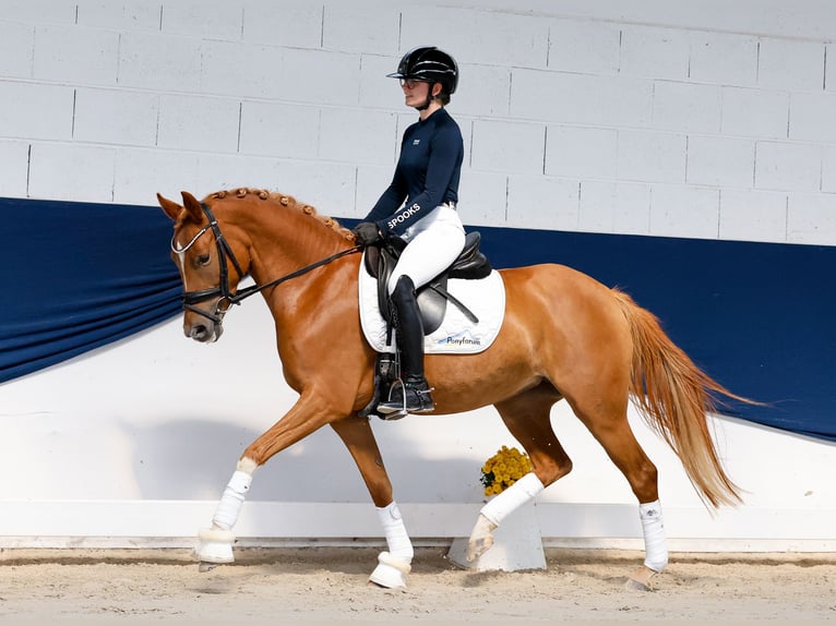 Pony tedesco Giumenta 4 Anni 146 cm Sauro in Marsberg