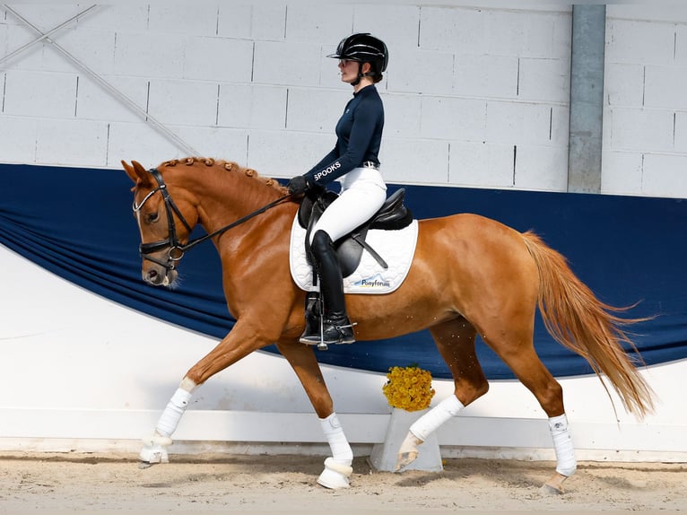 Pony tedesco Giumenta 4 Anni 146 cm Sauro in Marsberg