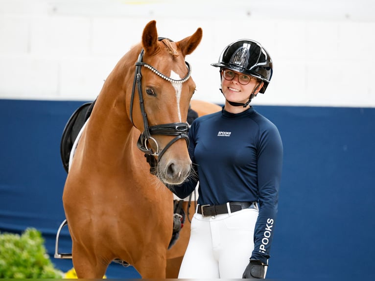 Pony tedesco Giumenta 4 Anni 146 cm Sauro in Marsberg