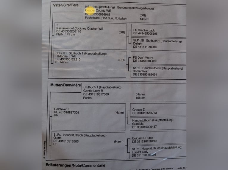 Pony tedesco Giumenta 4 Anni 146 cm Sauro in Niederstotzingen