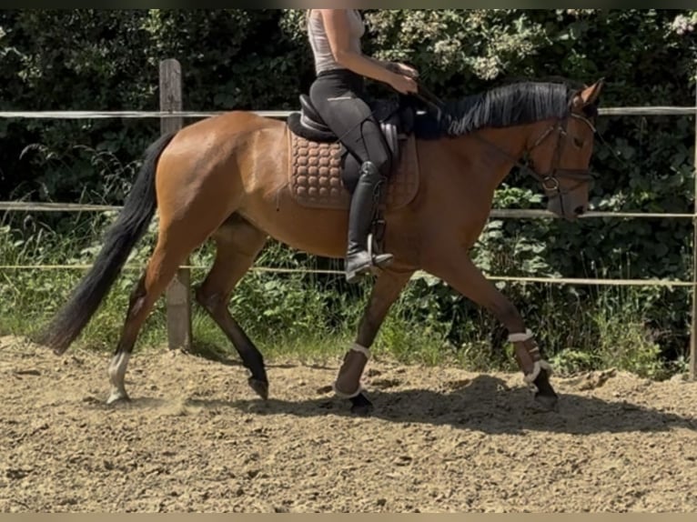 Pony tedesco Giumenta 4 Anni 147 cm Baio in Oberhausen