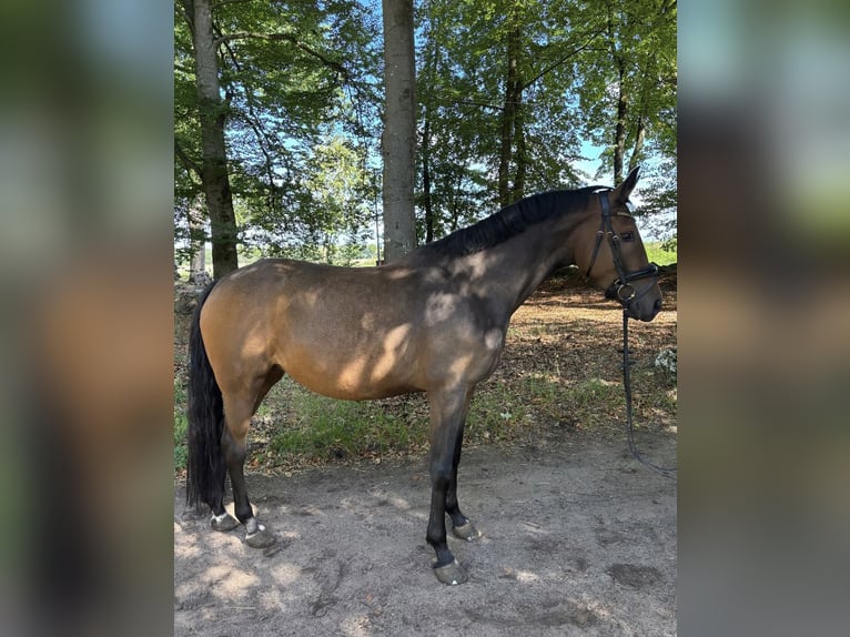 Pony tedesco Giumenta 4 Anni 147 cm Baio in Walsrode