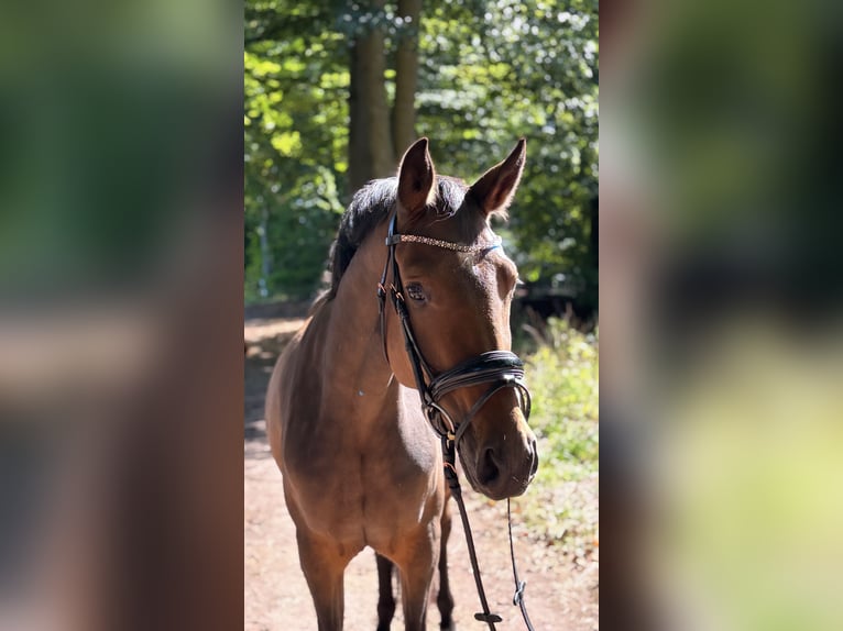 Pony tedesco Giumenta 4 Anni 147 cm Baio in Walsrode