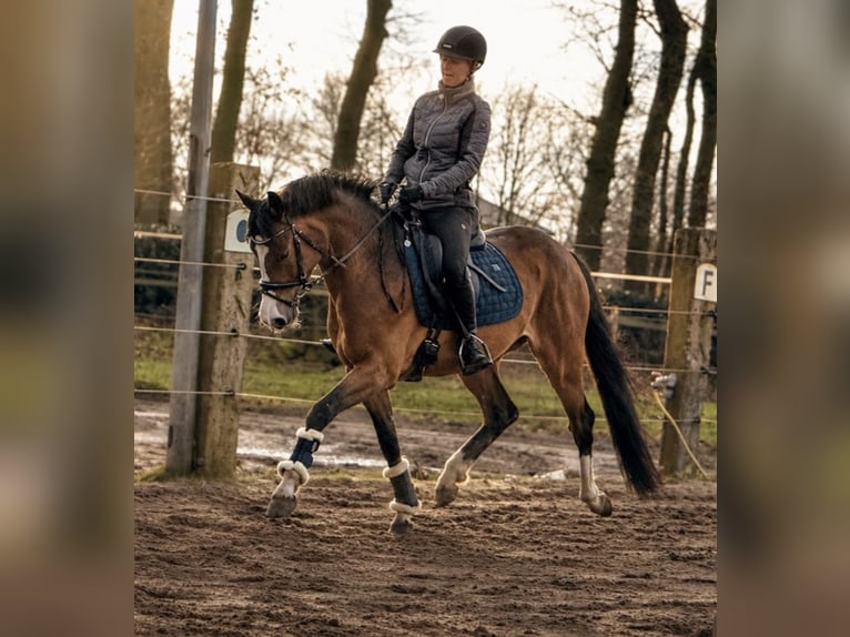 Pony tedesco Giumenta 4 Anni 147 cm Baio in Bösel