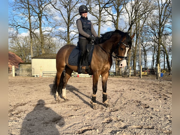 Pony tedesco Giumenta 4 Anni 147 cm Baio in Bösel