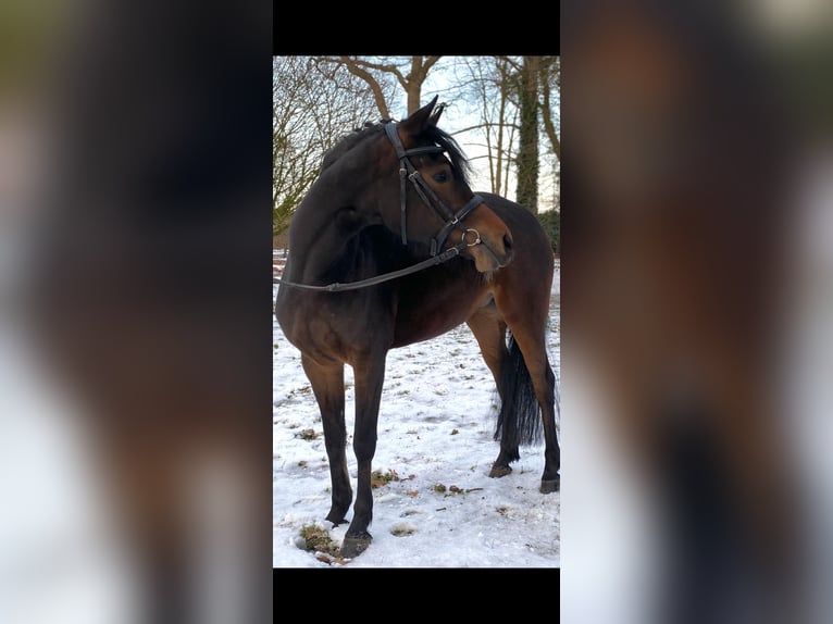 Pony tedesco Giumenta 4 Anni 147 cm Baio in Hagen im Bremischen