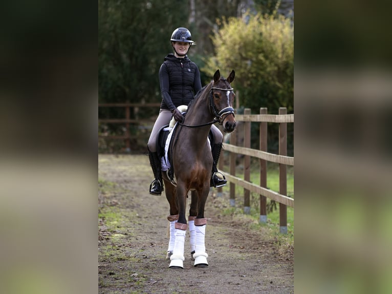 Pony tedesco Giumenta 4 Anni 147 cm Baio in Lünen