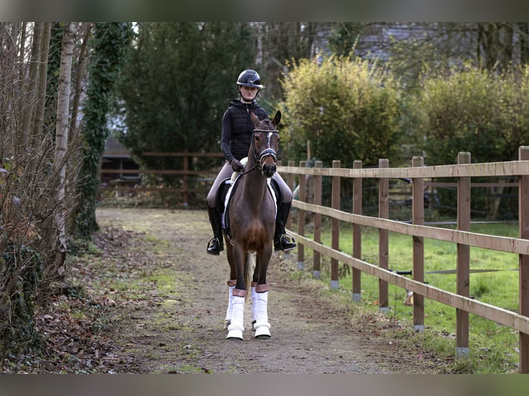 Pony tedesco Giumenta 4 Anni 147 cm Baio in Lünen