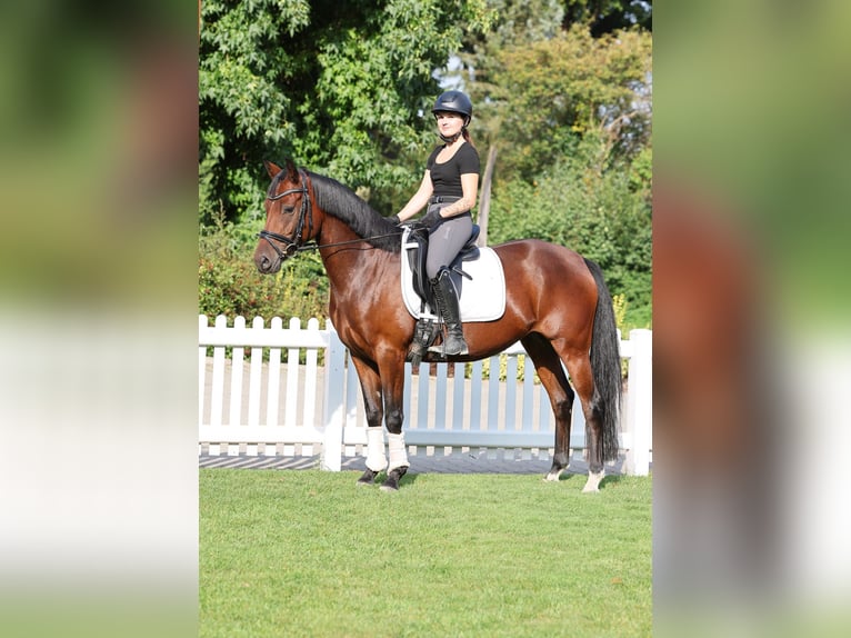 Pony tedesco Giumenta 4 Anni 147 cm Baio in Stuhr