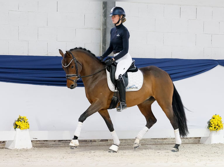 Pony tedesco Giumenta 4 Anni 147 cm Baio in Marsberg
