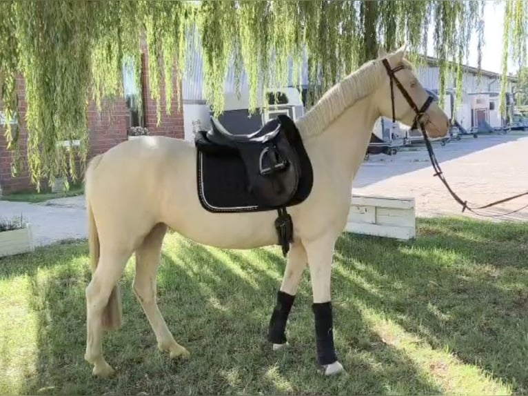 Pony tedesco Giumenta 4 Anni 147 cm Cremello in Drensteinfurt