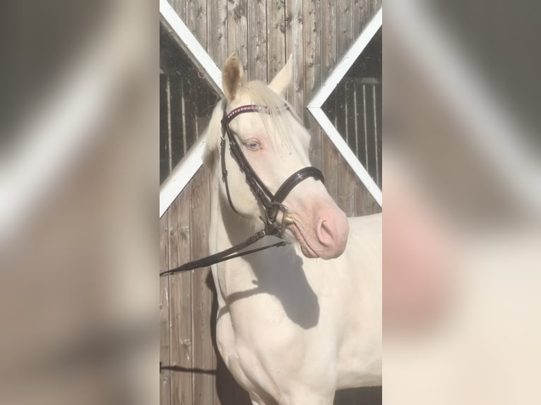 Pony tedesco Giumenta 4 Anni 147 cm Cremello in Drensteinfurt