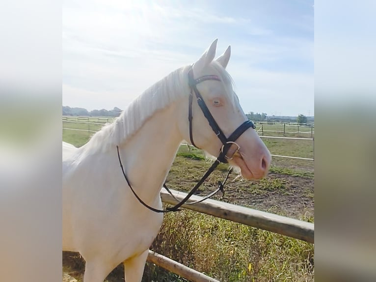 Pony tedesco Giumenta 4 Anni 147 cm Cremello in Drensteinfurt