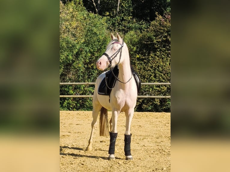 Pony tedesco Giumenta 4 Anni 147 cm Cremello in Drensteinfurt