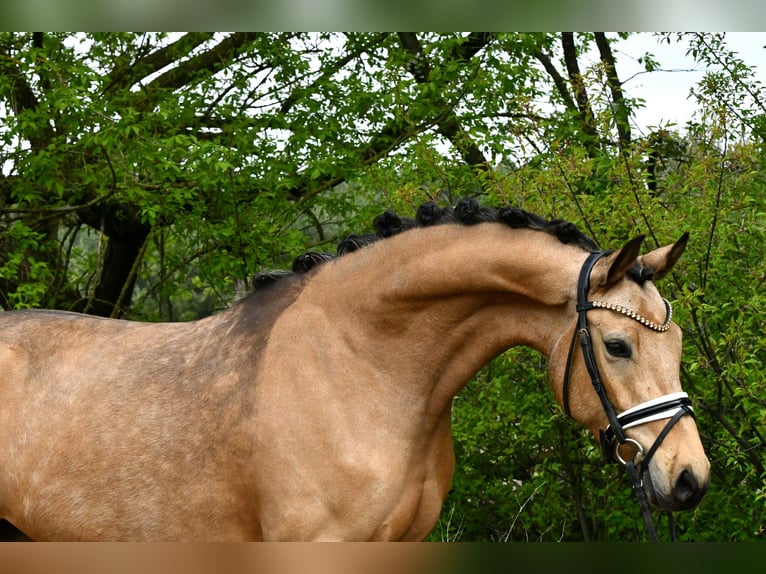 Pony tedesco Giumenta 4 Anni 147 cm Falbo in Kamern