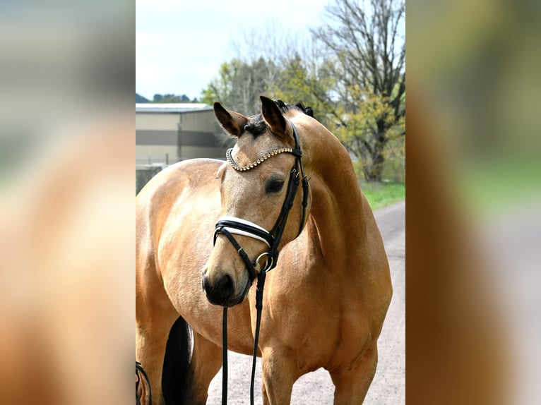 Pony tedesco Giumenta 4 Anni 147 cm Falbo in Kamern
