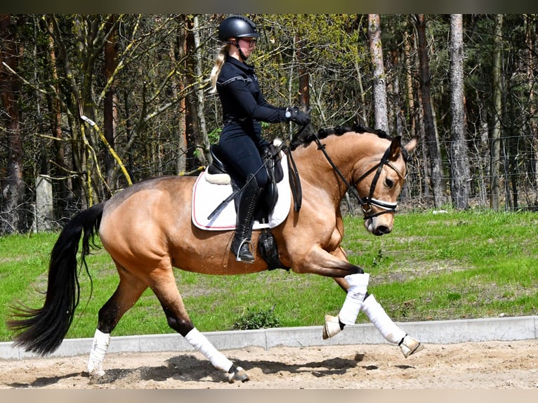 Pony tedesco Giumenta 4 Anni 147 cm Falbo in Kamern