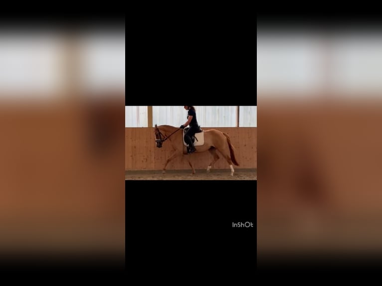 Pony tedesco Giumenta 4 Anni 147 cm Falbo in Ahlerstedt