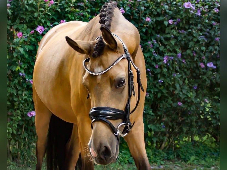 Pony tedesco Giumenta 4 Anni 147 cm Falbo in Gütersloh