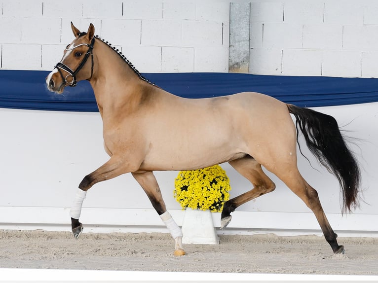 Pony tedesco Giumenta 4 Anni 147 cm Falbo in Marsberg
