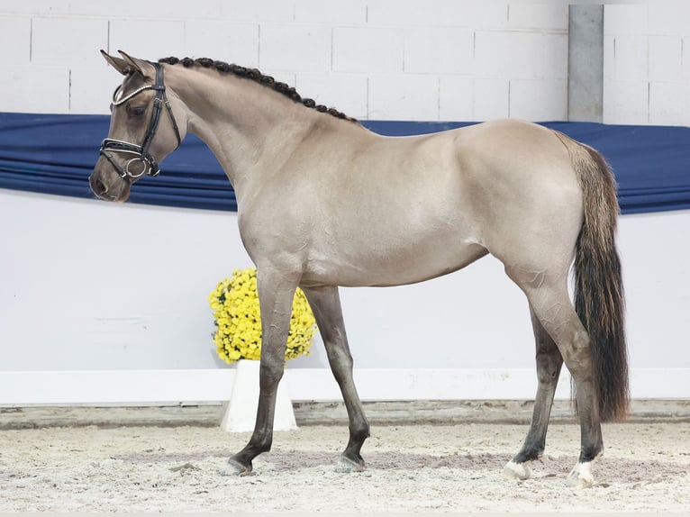 Pony tedesco Giumenta 4 Anni 147 cm Falbo in Marsberg