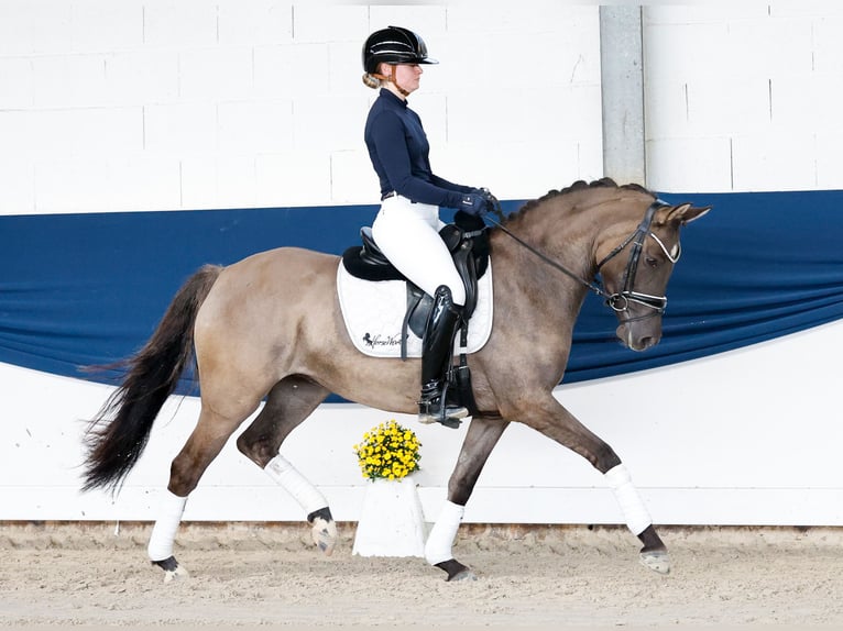 Pony tedesco Giumenta 4 Anni 147 cm Falbo in Marsberg