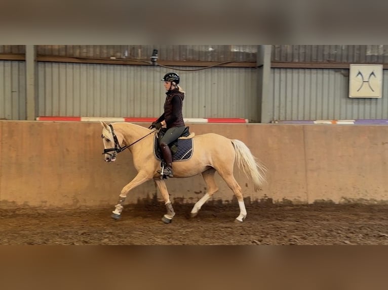 Pony tedesco Giumenta 4 Anni 147 cm Palomino in Achim