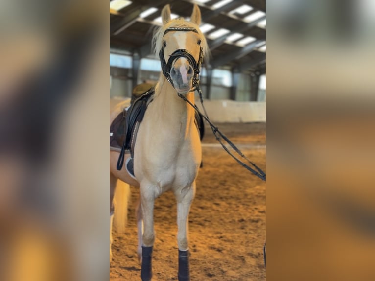 Pony tedesco Giumenta 4 Anni 147 cm Palomino in Achim