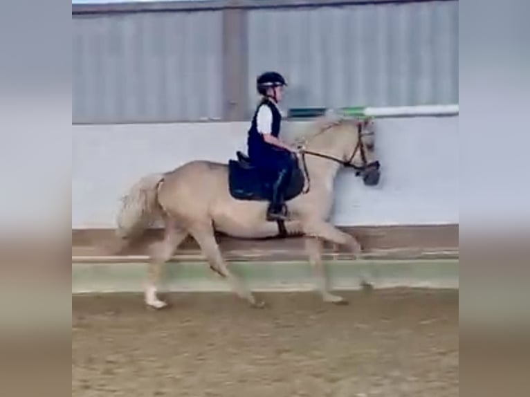 Pony tedesco Giumenta 4 Anni 147 cm Palomino in Lindlar