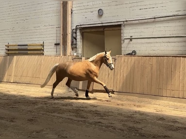 Pony tedesco Giumenta 4 Anni 147 cm Palomino in Düsseldorf