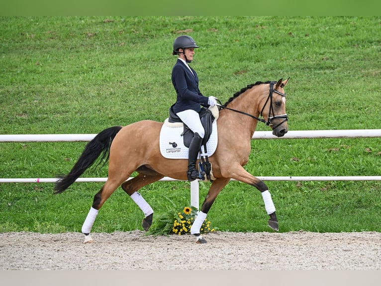 Pony tedesco Giumenta 4 Anni 147 cm Pelle di daino in Gomadingen