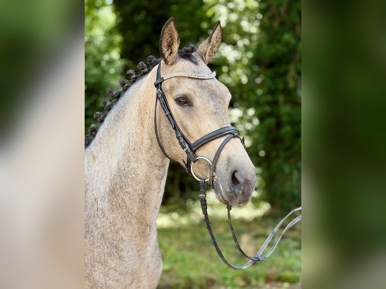 Pony tedesco Giumenta 4 Anni 147 cm Pelle di daino in Hückelhoven