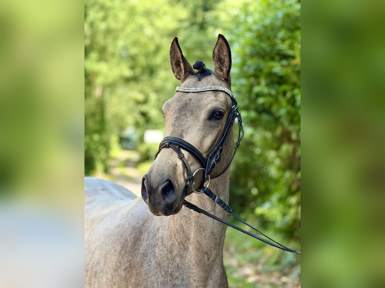 Pony tedesco Giumenta 4 Anni 147 cm Pelle di daino in Hückelhoven