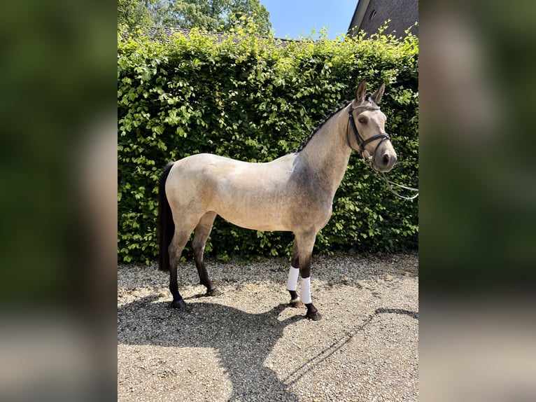 Pony tedesco Giumenta 4 Anni 147 cm Pelle di daino in Hückelhoven