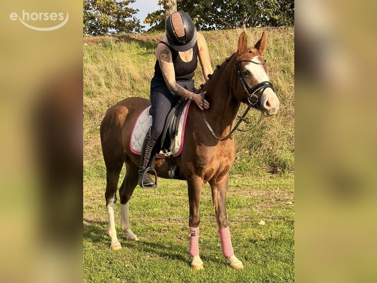 Pony tedesco Giumenta 4 Anni 147 cm Red dun in Kaldenkirchen