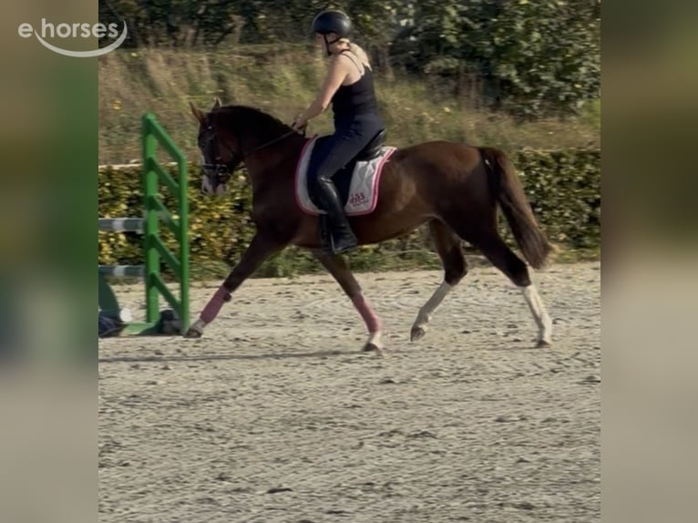 Pony tedesco Giumenta 4 Anni 147 cm Red dun in Kaldenkirchen