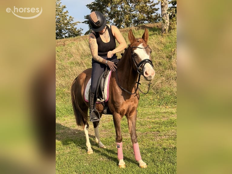 Pony tedesco Giumenta 4 Anni 147 cm Red dun in Kaldenkirchen