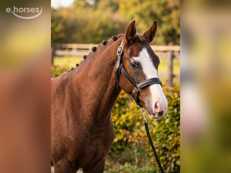 Pony tedesco Giumenta 4 Anni 147 cm Red dun in Kaldenkirchen