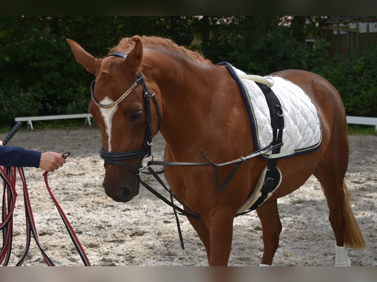 Pony tedesco Giumenta 4 Anni 147 cm Sauro in Bremen