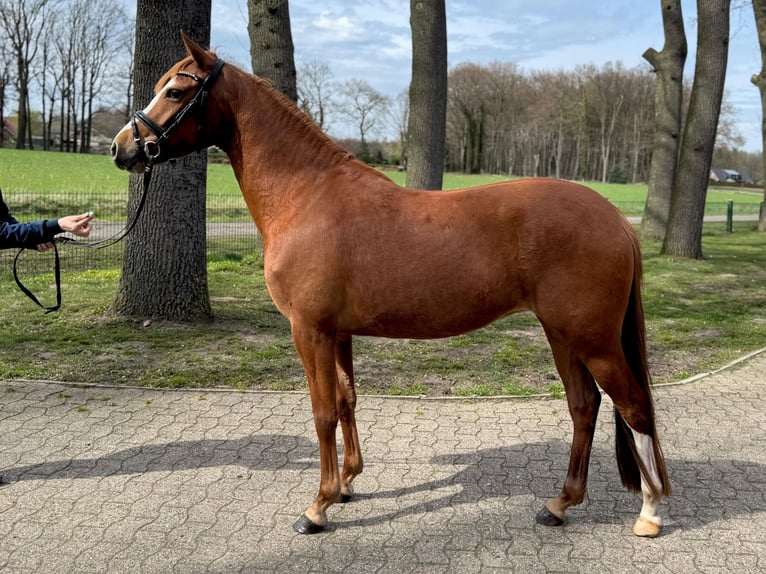 Pony tedesco Giumenta 4 Anni 147 cm Sauro in Ankum