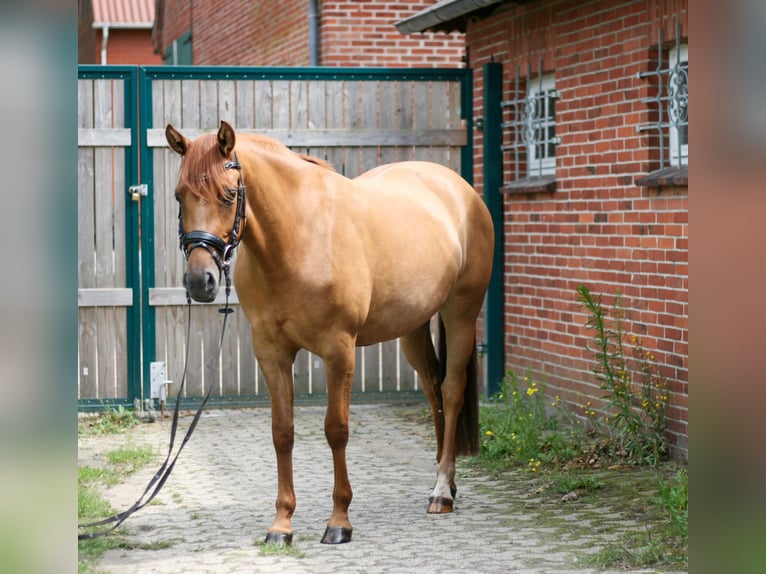 Pony tedesco Giumenta 4 Anni 147 cm Sauro in Hatten