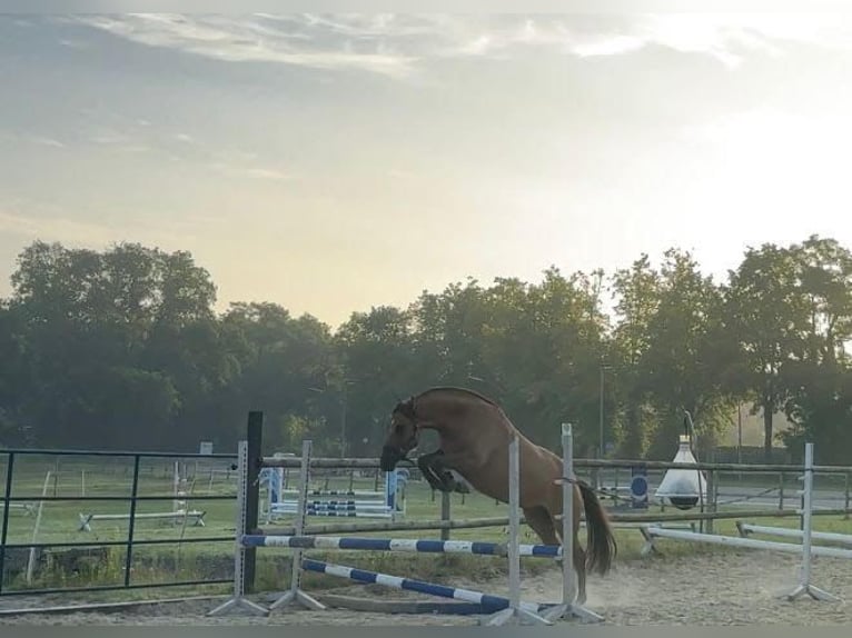 Pony tedesco Giumenta 4 Anni 147 cm Sauro in Hatten