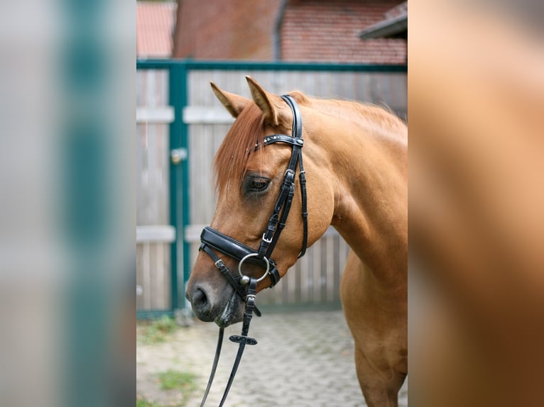 Pony tedesco Giumenta 4 Anni 147 cm Sauro in Hatten