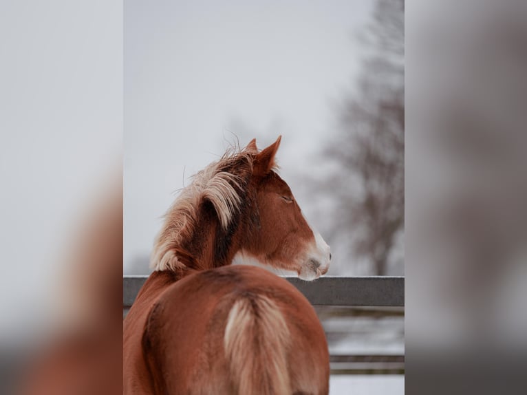 Pony tedesco Giumenta 4 Anni 147 cm Sauro in Heinsberg