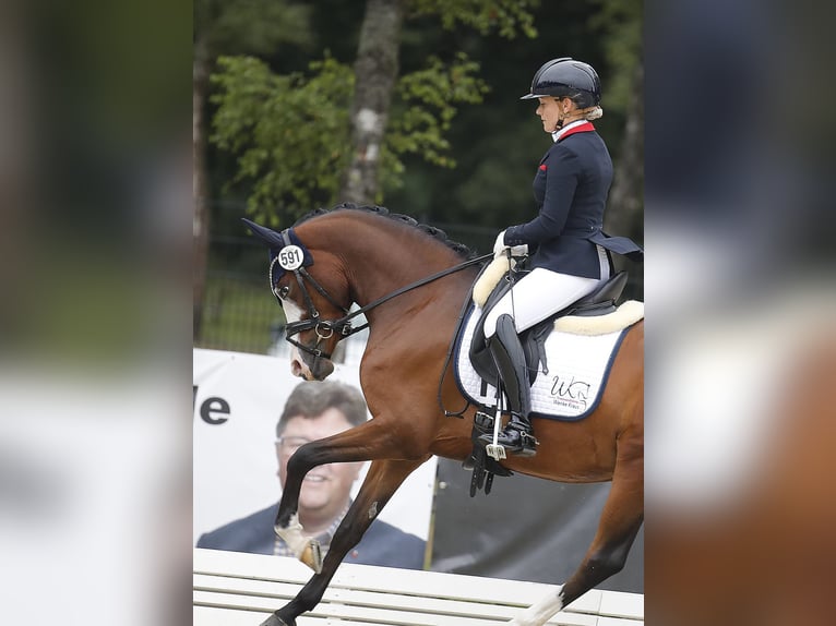 Pony tedesco Giumenta 4 Anni 148 cm Baio in Rehburg-Loccum Münchehagen