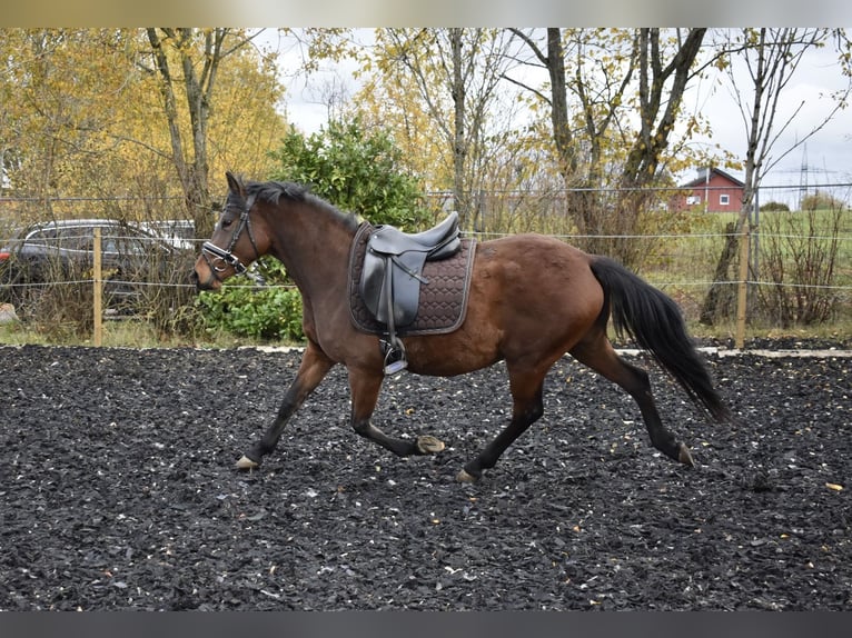 Pony tedesco Giumenta 4 Anni 148 cm Baio in Osburg