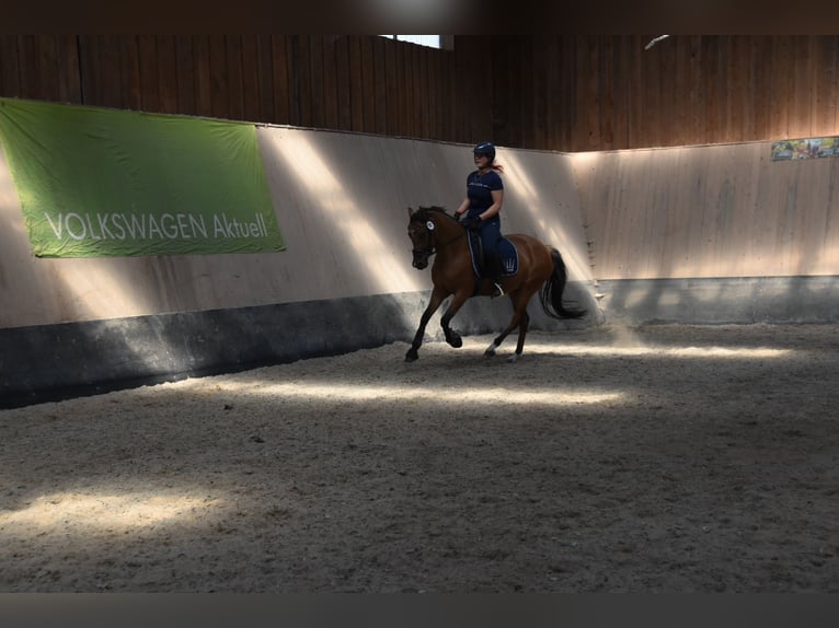 Pony tedesco Giumenta 4 Anni 148 cm in Wegeleben